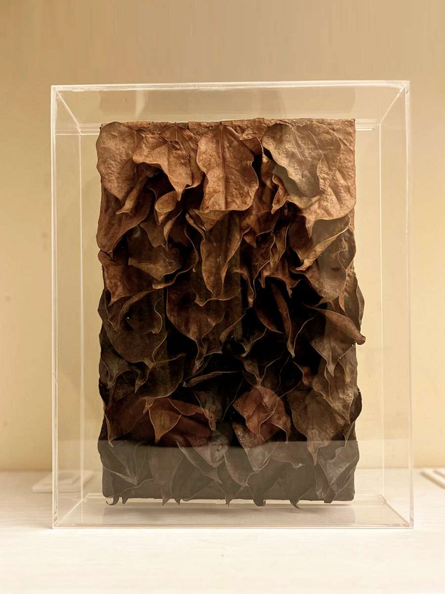 Assemblage de folhas de de Cipó de Jade dentro de caixa acrílica.