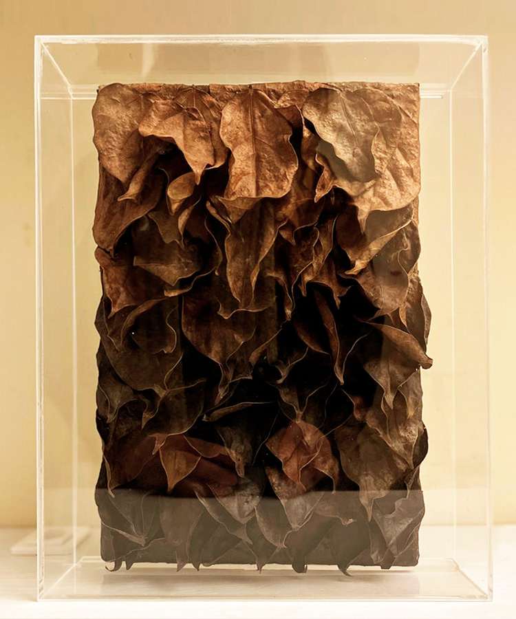 Assemblage de folhas de Cipó de Jade dentro de caixa acrílica.