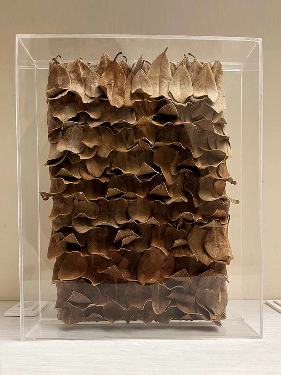 Assemblage de folhas de Figueira de Goa dentro de caixa acrílica.