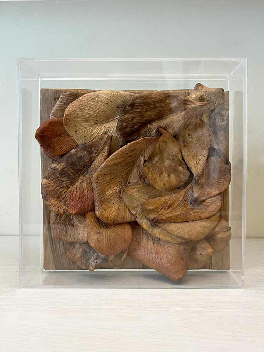 Assemblage de folhas de Clusia Rosea dentro de caixa acrílica.