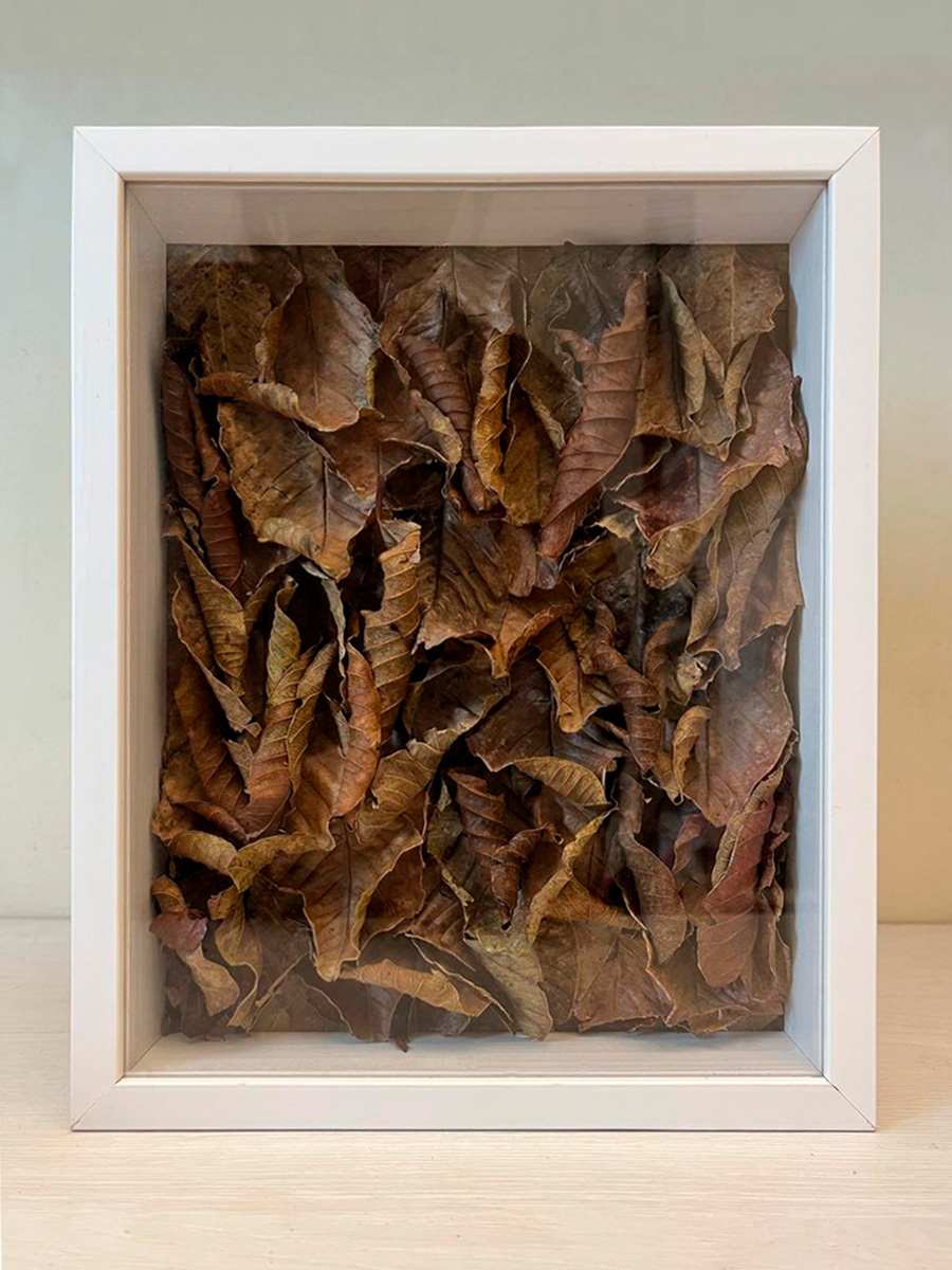 Assemblage de folhas de Goiabeira dentro de caixa de madeira com tampo de vidro.