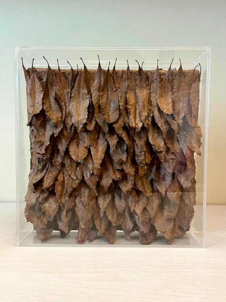 Assemblage de folhas de Paineira dentro de caixa acrílica.