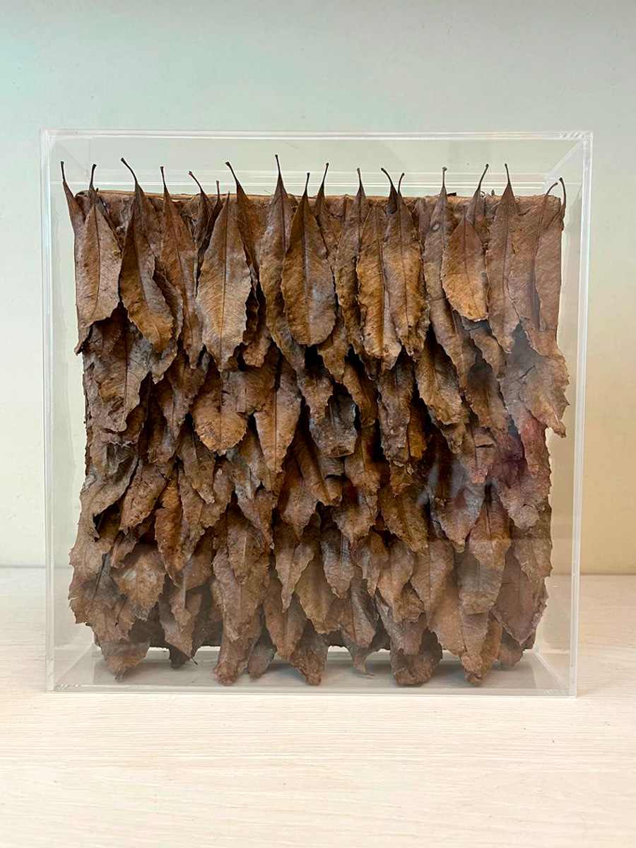 Assemblage de folhas de Paineira dentro de caixa acrílica.