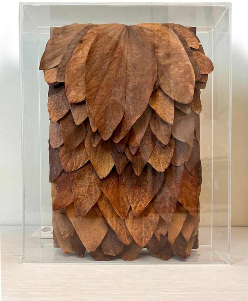 Assemblage de folhas de kashnar (pata de vaca) dentro de caixa acrílica.